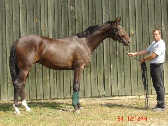 Legacy - USDF Reserve Horse of the Year